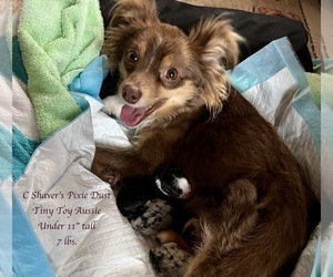 Mother of the Aussie-Corgi puppies born on 01/20/2024