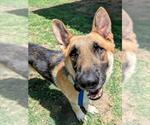 Small #2 German Shepherd Dog Mix