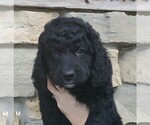 Small Photo #5 Bernedoodle Puppy For Sale in CLARE, IL, USA