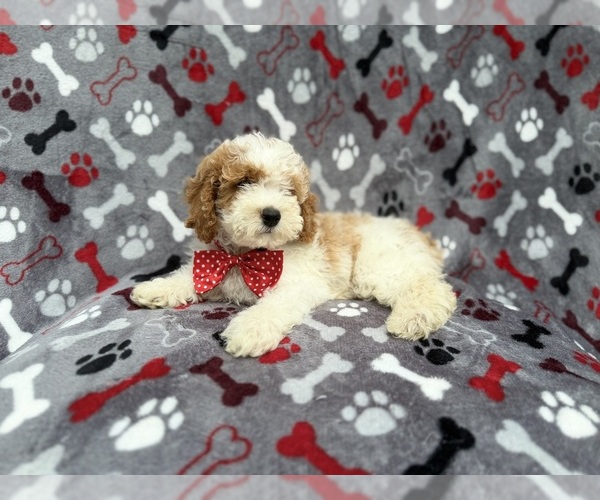 Medium Photo #6 Cockapoo (Miniature) Puppy For Sale in LAKELAND, FL, USA