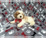 Small #5 Cockapoo (Miniature)