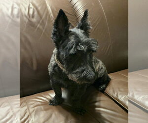 Mairead - Female Mutt Dog for Adoption - Photo #2