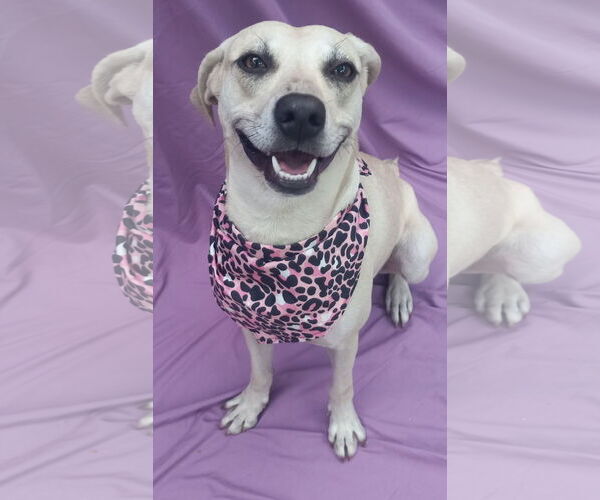 Medium Photo #4 Labrador Retriever-Unknown Mix Puppy For Sale in Murfreesboro, NC, USA