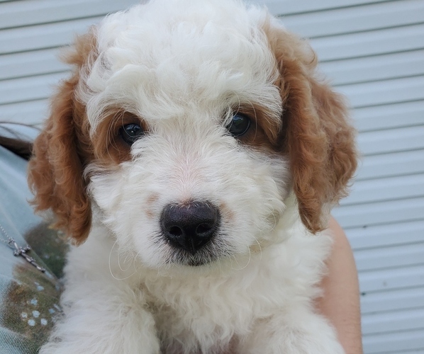Medium Photo #4 Bernedoodle (Miniature) Puppy For Sale in LEETONIA, OH, USA