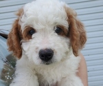 Small #3 Bernedoodle (Miniature)