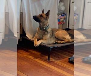 Belgian Malinois Puppy for sale in UNION BEACH, NJ, USA
