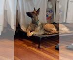Small Photo #1 Belgian Malinois Puppy For Sale in UNION BEACH, NJ, USA