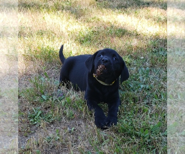 Medium Photo #9 Labrador Retriever Puppy For Sale in OLYMPIA, WA, USA