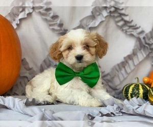 Cavapoo Puppy for sale in LANCASTER, PA, USA