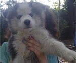 Image preview for Ad Listing. Nickname: SIBERIAN