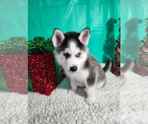 Pomsky-Siberian Husky Mix Puppy for sale in LAWRENCEBURG, TN, USA