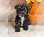 Small Photo #11 Yo-Chon Puppy For Sale in HAMPTON, VA, USA
