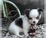 Small #3 Chihuahua