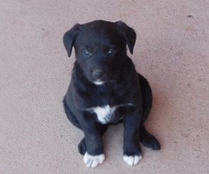 Labrador Retriever-Unknown Mix Puppy for sale in WESTCLIFFE, CO, USA