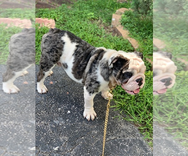 Medium Photo #1 English Bulldog Puppy For Sale in MIAMI, FL, USA