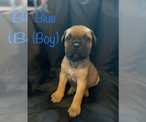 Bullmastiff Puppy for Sale in CLEVELAND, Ohio USA