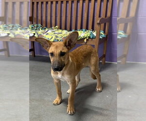 **APOLLO** - Male Mutt Dog for Adoption - Photo #2