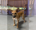 Small #1 Mutt