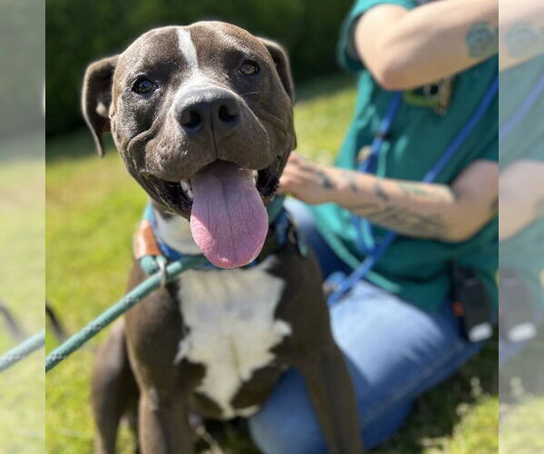 Medium Photo #1 American Pit Bull Terrier Puppy For Sale in Rohnert Park, CA, USA