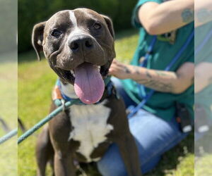 American Pit Bull Terrier Dogs for adoption in Rohnert Park, CA, USA