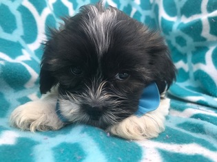 Zuchon Puppy for sale in QUARRYVILLE, PA, USA