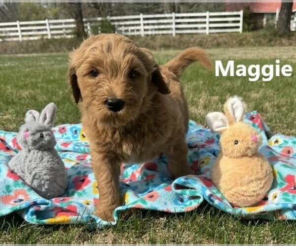 Medium Photo #2 Goldendoodle Puppy For Sale in SPRINGDALE, AR, USA