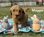 Small Photo #2 Goldendoodle Puppy For Sale in SPRINGDALE, AR, USA