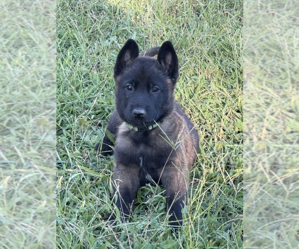 Medium Photo #1 Belgian Malinois Puppy For Sale in COLONIAL BEACH, VA, USA