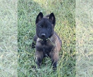 Belgian Malinois Puppy for sale in COLONIAL BEACH, VA, USA