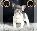 Puppy Bruno AKC French Bulldog