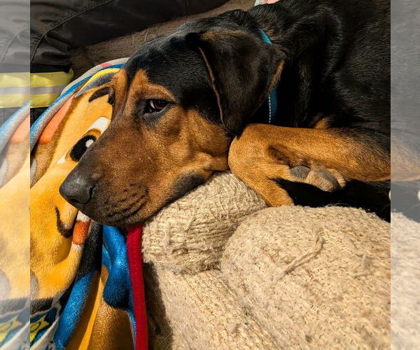 Medium Photo #3 Beagle-Unknown Mix Puppy For Sale in Chandler, AZ, USA