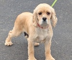 Small Photo #1 Cocker-Pei Puppy For Sale in GOSHEN, IN, USA