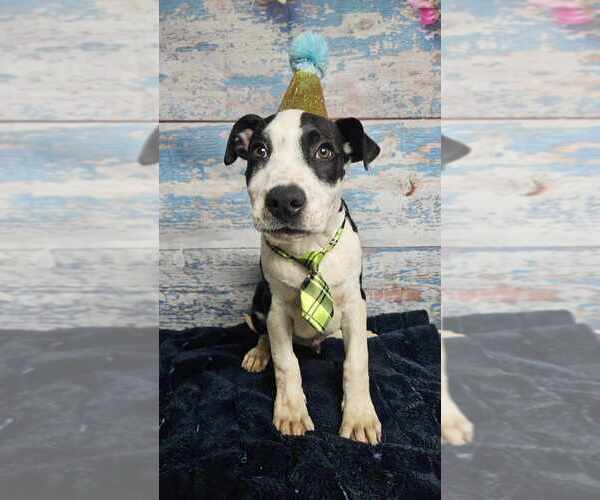 Medium Photo #11 American Bulldog-Unknown Mix Puppy For Sale in Lakewood, CO, USA