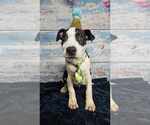 Small #10 American Bulldog Mix