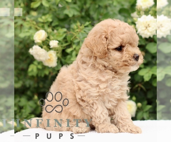 Medium Photo #4 Poodle (Toy) Puppy For Sale in PARADISE, PA, USA