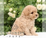 Small #3 Poodle (Toy)