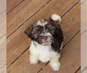 Havanese Puppy for sale in THAYER, KS, USA