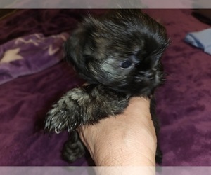 Shih Tzu Puppy for sale in CAPE CORAL, FL, USA