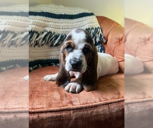 Basset Hound Puppy for sale in DELTA, PA, USA