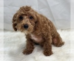 Small Photo #5 Poodle (Miniature) Puppy For Sale in DUNDEE, OH, USA