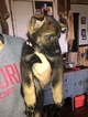 Small Photo #10 German Shepherd Dog Puppy For Sale in BIRMINGHAM, PA, USA