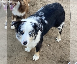 Mother of the Miniature Australian Shepherd puppies born on 08/05/2025