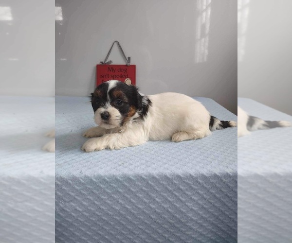 Medium Photo #3 Zuchon Puppy For Sale in MOUNT PLEASANT, MI, USA