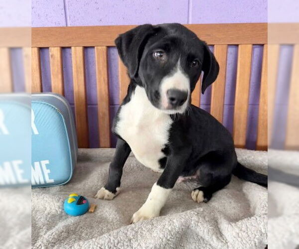 Medium Photo #2 Labrador Retriever-Unknown Mix Puppy For Sale in Genesee, WI, USA