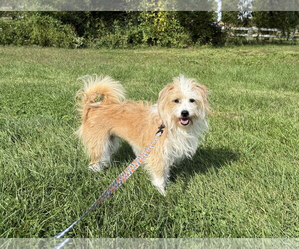 Medium Photo #2 Mutt Puppy For Sale in Landenberg, PA, USA