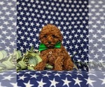 Small Photo #3 Poodle (Toy) Puppy For Sale in PARADISE, PA, USA