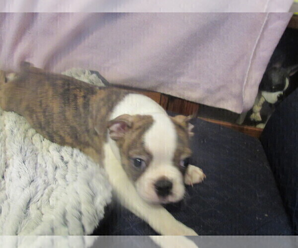 Medium Photo #4 Boston Terrier Puppy For Sale in BLACK HORSE, OH, USA