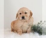 Small #5 Golden Retriever