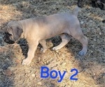 Puppy Puppy 10 Cane Corso