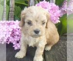 Small Photo #1 Cavapoo Puppy For Sale in BLAIN, PA, USA